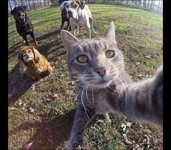 gatoselfie